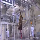 مسلخ الجاموس الحلال مع آلات معدات ذبح الجاموس - خط إنتاج ذبح الماشية والأغنام - foodmachtech