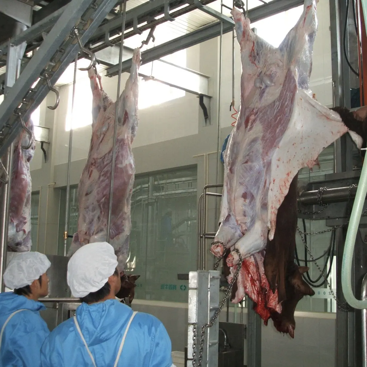 할랄 학살 장비 기계 육류 공정 라인을위한 소 Abattoir - 소 & 양 도살 생산 라인 - foodmachtech