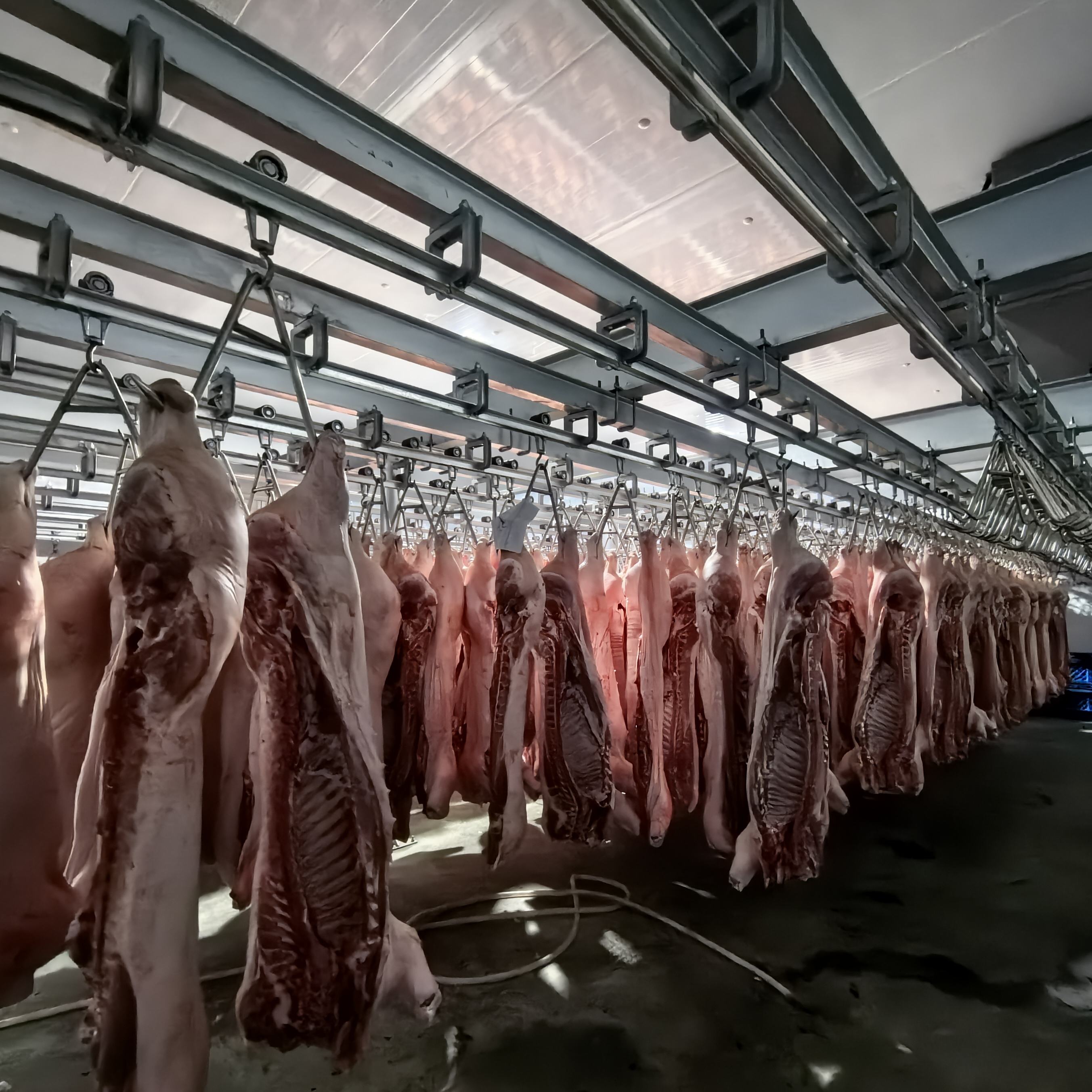 แบบครบวงจรหมูฆ่าสายที่มีอุปกรณ์ abattoir สมบูรณ์สำหรับพืชแปรรูปหมู