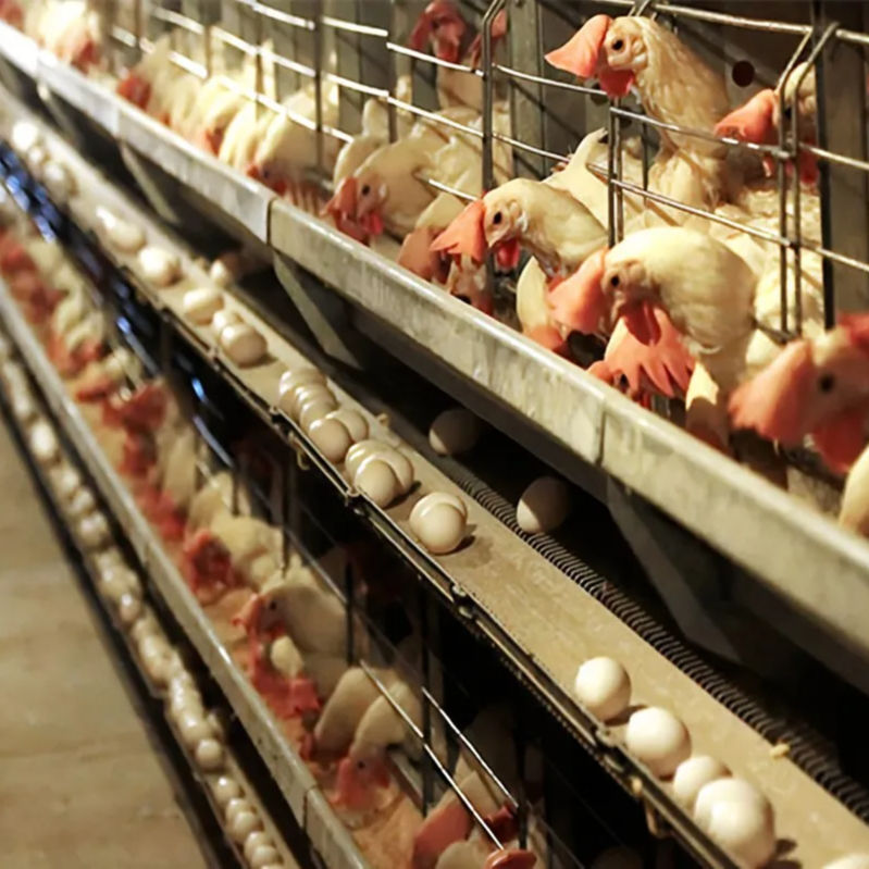 ฟาร์มสัตว์ปีก10000ไก่ไข่ไก่ไก่ประเภทแบตเตอรี่ชั้นกรงไก่
