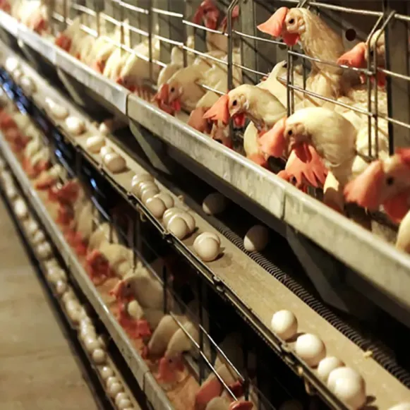 Poultry Farms 10000 Egg Chickens Laying Hens a Type Battery Layer Chicken Cage