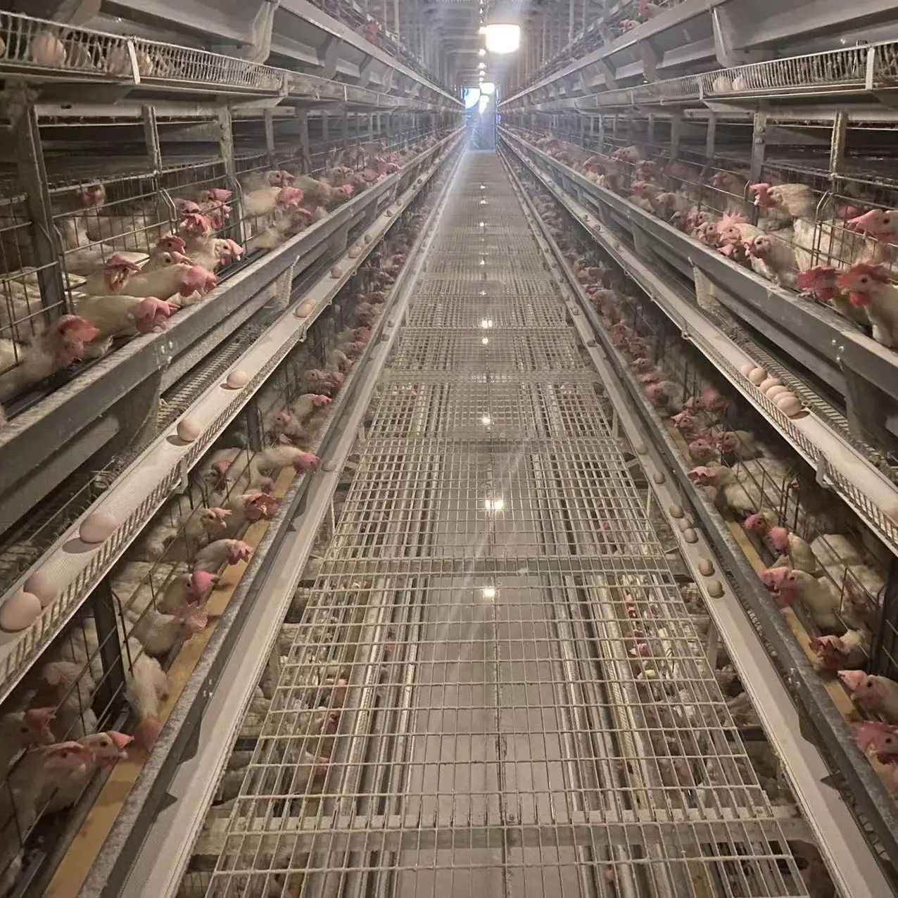 Las aves de corral que cultivan el sistema de batería completamente automatizado jaula de la capa del pollo del equipo