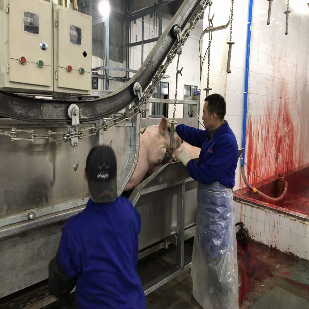 เครื่องตัดขายเนื้อหมูปศุสัตว์พร้อมเครื่องมือสำหรับอุปกรณ์ฆ่าหมูโรงฆ่าสัตว์