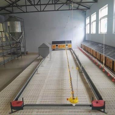 ระบบให้อาหารแพนโซ่พ่อแม่พันธุ์อัตโนมัติสำหรับอุปกรณ์สัตว์ปีก