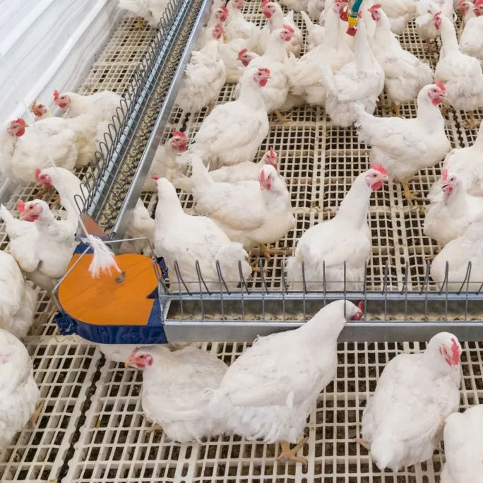 가금류 장비를 위한 자동적인 사육자 사슬 팬 먹이는 체계 - 육계 공급 시스템 - foodmachtech