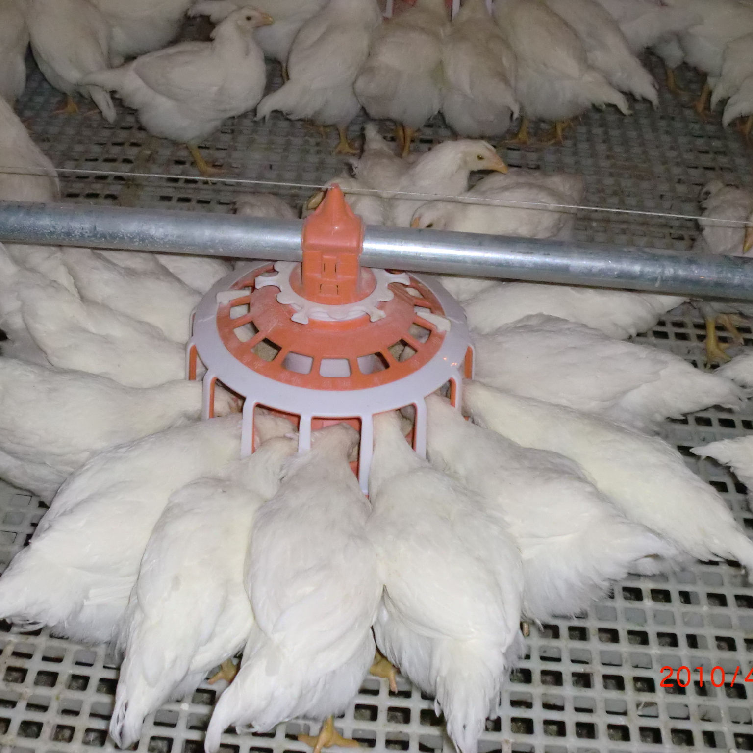 CHAIN Channel Feeder อุปกรณ์ให้อาหารไก่สำหรับฟาร์มไก่