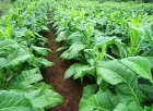 Deshidratador controlado del consumo de energía baja del PLC para las flores Secador industrial del deshidratador de la pompa de calor de la bandeja - Secadora - foodmachtech