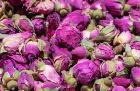 Deshidratador controlado del consumo de energía baja del PLC para las flores Secador industrial del deshidratador de la pompa de calor de la bandeja - Secadora - foodmachtech