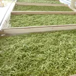 Secador automático de bomba de calor de baja energía Hojas de té Flores Máquina de secado para procesamiento de alimentos con motor PLC Motor de caja de cambios - Secadora - foodmachtech