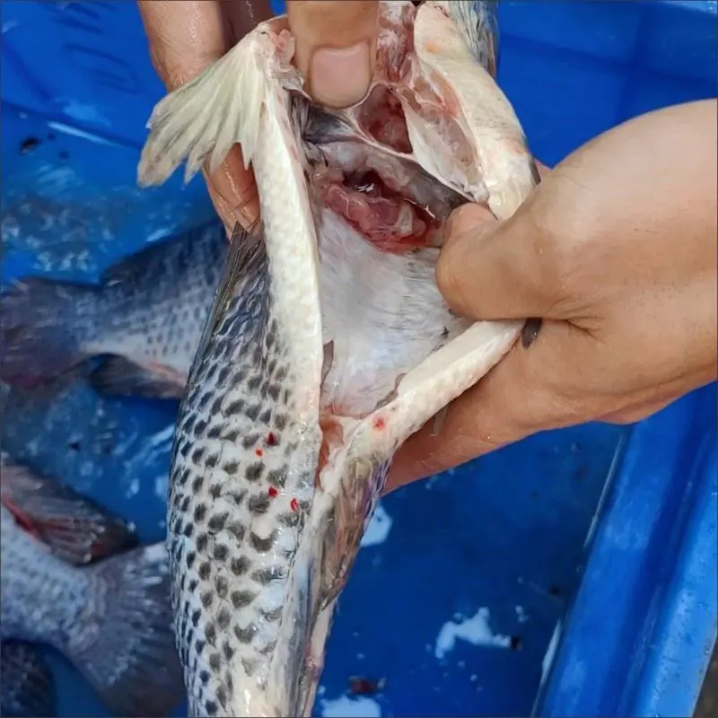 고압 물 1000g 틸라피아 물고기 벨리 네트 비늘 제거 및 퍼팅 청소 기계 - 가금류 구팅 기계 - foodmachtech