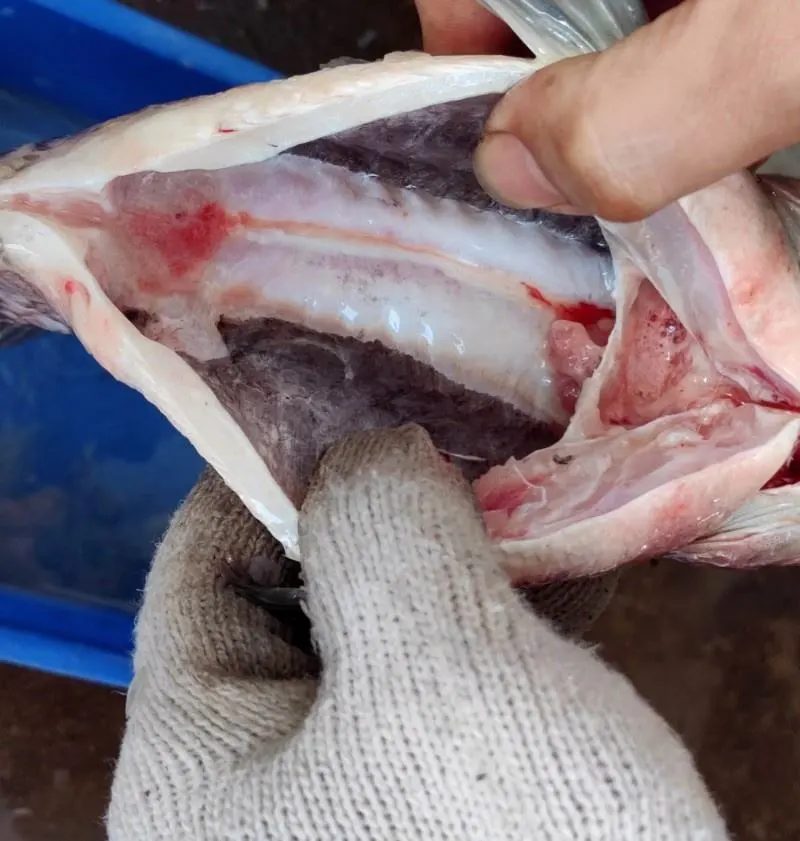 Precio de fábrica automática tilapia blanco perca pescado vientre vísceras visceras gutting eliminación máquina de limpieza - Máquina de eutanación de aves de corral - foodmachtech