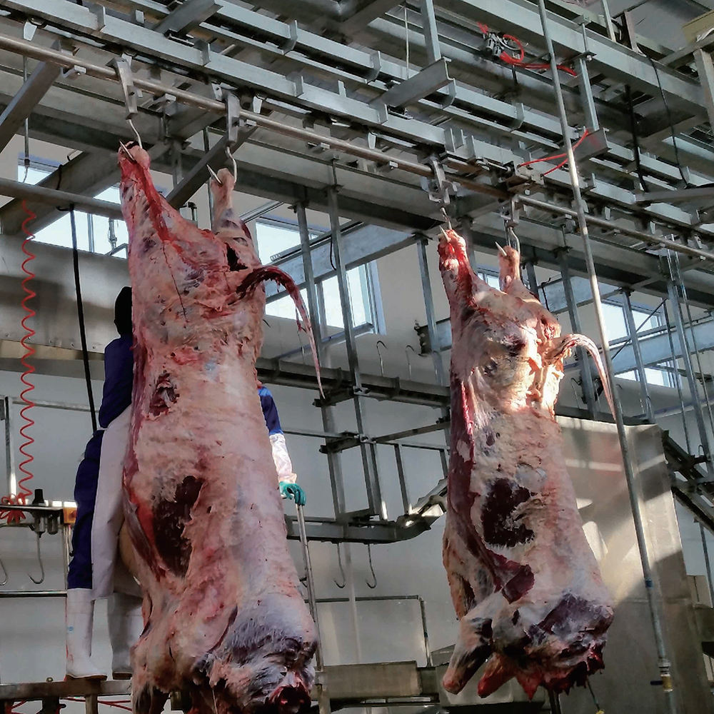 Butchery ชุดอุปกรณ์ที่สมบูรณ์สำหรับวัวหมูแพะฆ่าและหนาวด้วยมอเตอร์หลักและส่วนประกอบแบริ่ง