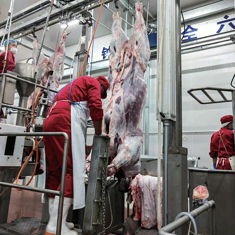 ใหม่ที่สมบูรณ์อัตโนมัติซ่อนกำจัดระบบทำความเย็นอุตสาหกรรมฮาลาล-อุปกรณ์ฆ่าสำหรับวัวแกะมอเตอร์แบริ่ง