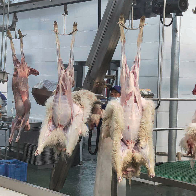 แกะฆ่าระบบลำเลียงเลือดออก skinning eviseration แกะฆ่าสายเครื่องเนื้อ butchery อุปกรณ์