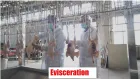 Xinbaiyun 300-3000BPH Máquina automática de desplumadora de pollo y máquina de limpieza de pollo Equipo de sacrificio de aves de corral - Línea de sacrificio de aves de corral - foodmachtech