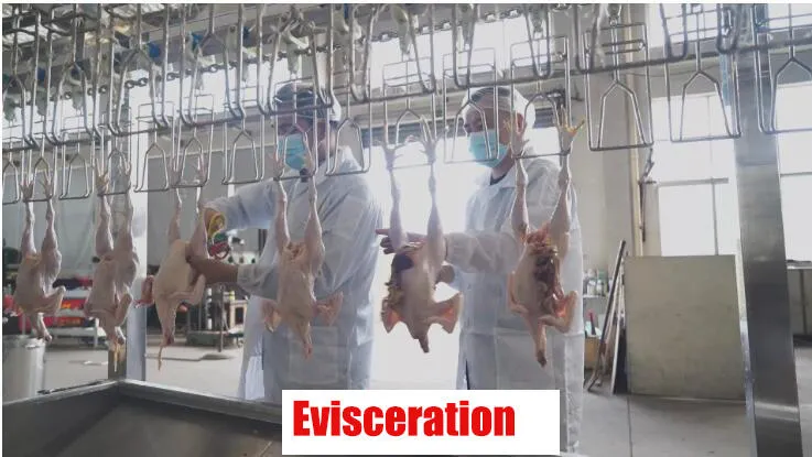 Xinbaiyun 300-3000BPH Máquina automática de desplumadora de pollo y máquina de limpieza de pollo Equipo de sacrificio de aves de corral - Línea de sacrificio de aves de corral - foodmachtech