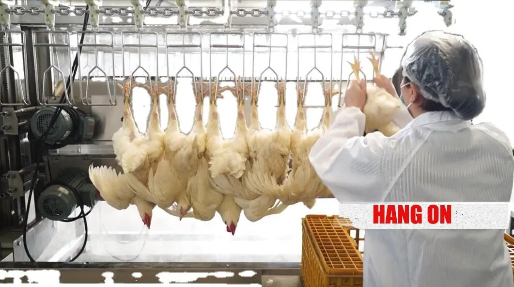 Xinbaiyun 300-3000BPH Máquina automática de desplumadora de pollo y máquina de limpieza de pollo Equipo de sacrificio de aves de corral - Línea de sacrificio de aves de corral - foodmachtech