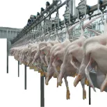 오리 도살 장비 가금류 가공 장비 - 가금류 도축 라인 - foodmachtech
