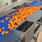 Vegetable & Fruit Processing Machinery Salad Vegetable Production Line Processing Machine Transmission Affordable - Weight Sorting Machine - foodmachtech