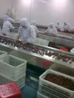Factory Direct Commerical Small Fruit Juice Production Line Orange Lemon Juicing Production Line - Juicer - foodmachtech