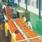 Factory Direct Manufacturer Orange Juicing Line Cleaning Sterilizing Juicing Full Turnkey Solution Juice Processing Line - Juicer - foodmachtech