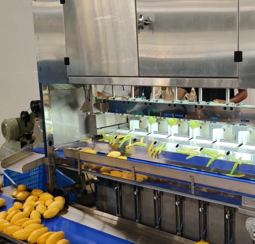 Essiccatore di frutta secca al mango, Essiccazione di frutta disidratata, Linea di produzione di frutta e verdura - Linea di produzione croccante di frutta e verdura - foodmachtech