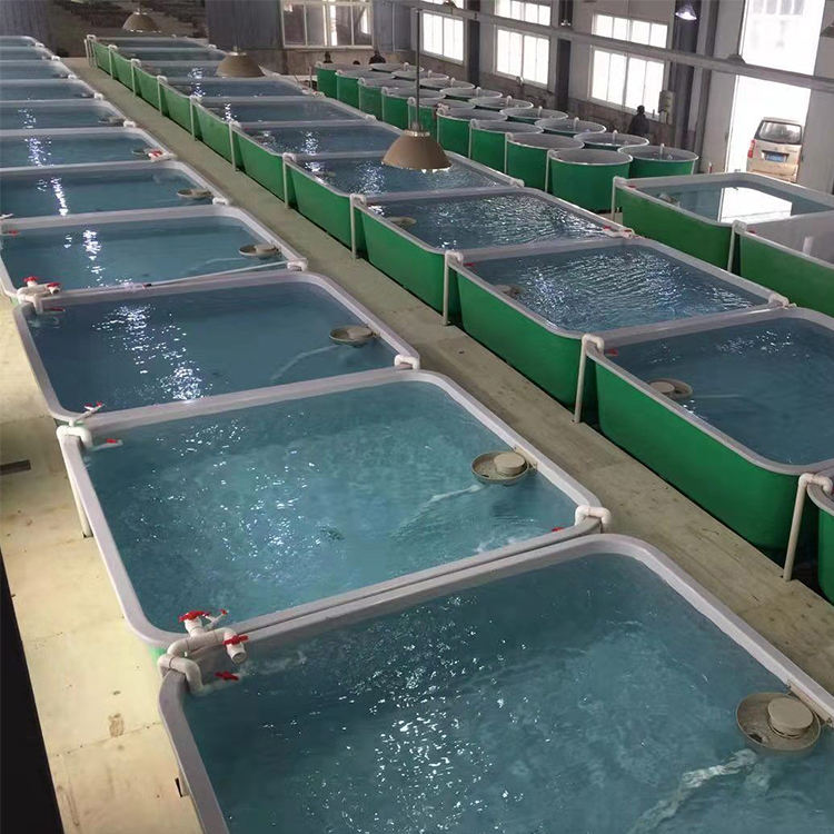 เพาะเลี้ยงสัตว์น้ำในร่ม RAS อุปกรณ์เลี้ยงปลาสำหรับขายอุตสาหกรรมขนาดใหญ่หมุนเวียนปลาฟาร์มเพาะเลี้ยงสัตว์น้ำ RAS System