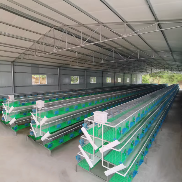 การทำฟาร์มกระต่ายเชิงพาณิชย์ในฟาร์มเคนยาเพื่อจัดส่ง