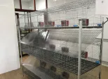 Fábrica suministro barato jaula para conejos granja 9 células 12 células 24 células - Jaula de conejo - foodmachtech