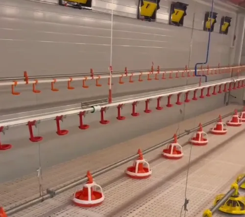 Sistema de elevación plana de pollos de engorde de nueva condición con motor central y componentes de bomba - Sistema de alimentación de pollos de engorde - foodmachtech