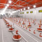 Equipo de alimentación de aves de corral con bomba de motor Piezas de núcleo de plástico Sistema de elevación de piso de pollo automático duradero - Sistema de alimentación de pollos de engorde - foodmachtech