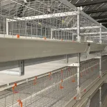 Niveau 3 nouveau prix usine de haute qualité cage à poulets automatique - Système d'alimentation des poulets de chair - foodmachtech