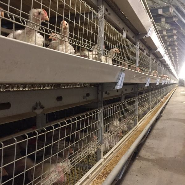 Jaula de pollos de engorde completamente automática tipo H de nivel 3 con el mejor precio para uso a largo plazo