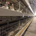Cage à griller entièrement automatique de niveau 3 de type H avec le meilleur prix pour une utilisation à long terme - Système d'alimentation des poulets de chair - foodmachtech