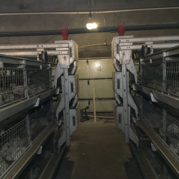 Allevamento a gabbia a tre livelli completamente automatico