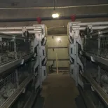 Cultivo en jaula de pollos de engorde de tres niveles totalmente automático - Sistema de alimentación de pollos de engorde - foodmachtech