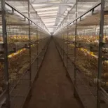 Cultivo en jaula de pollos de engorde de tres niveles totalmente automático - Sistema de alimentación de pollos de engorde - foodmachtech