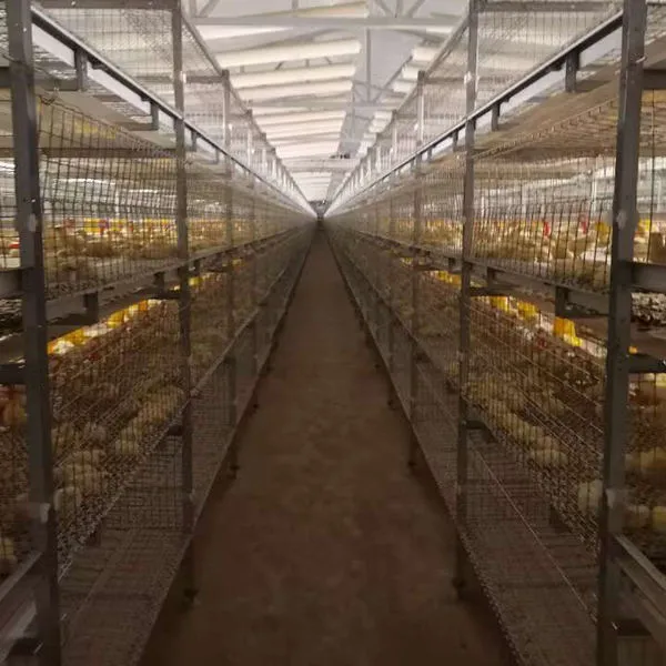 Cultivo en jaula de pollos de engorde de tres niveles totalmente automático - Sistema de alimentación de pollos de engorde - foodmachtech