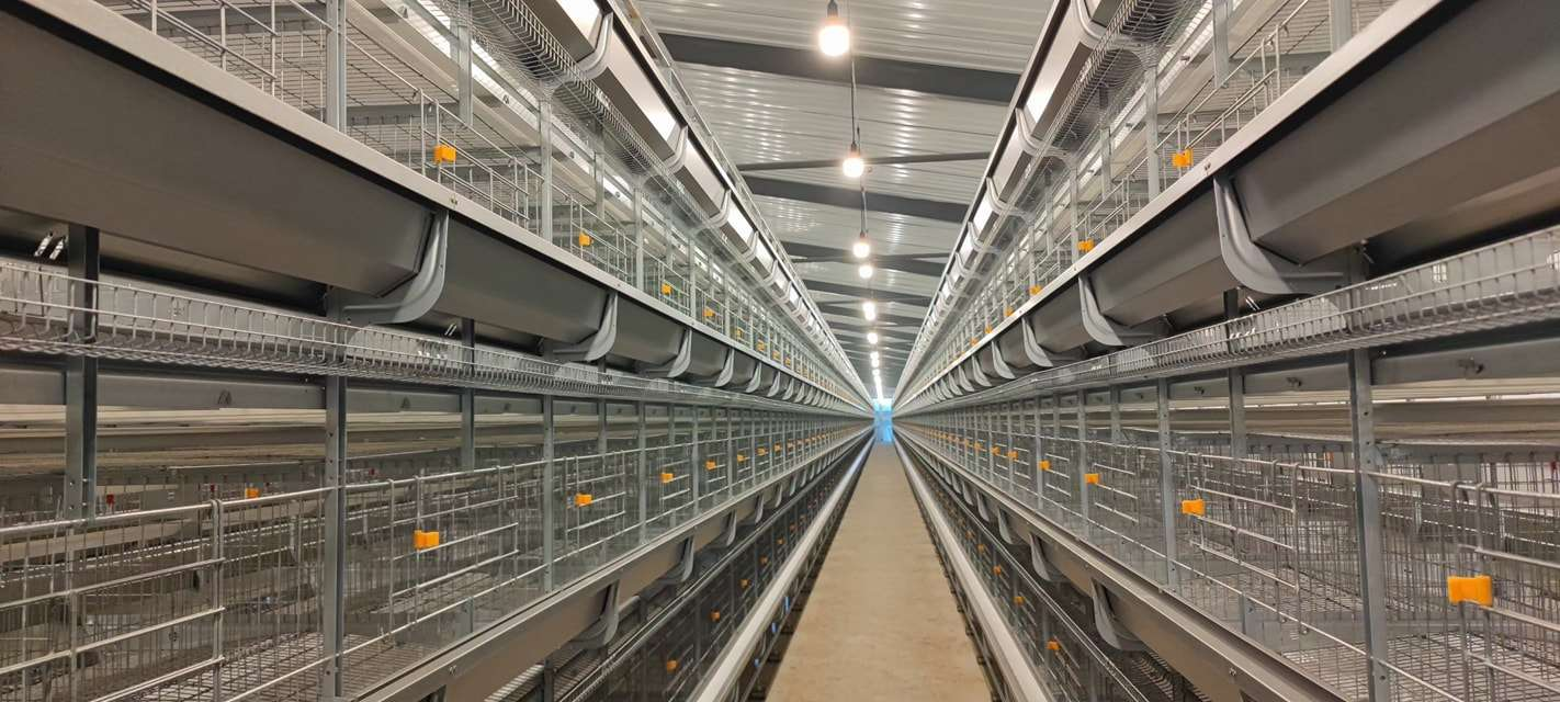Precio de fábrica Batería Tipo H Equipo de cría de aves de corral Jaula Sistema de alimentación automático Jaulas de pollo para granja