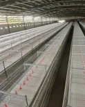 全自動肥料除去システムHタイプ3/4 Tiers家禽農業設備ブロイラー鶏ケージ - ブロイラー摂食システム - foodmachtech