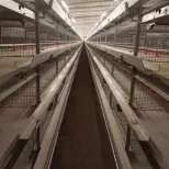 Cultivo en jaula de pollos de engorde de tres niveles totalmente automático - Sistema de alimentación de pollos de engorde - foodmachtech