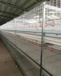 H Type Automatic Poultry Farming Equipment Broiler Chicken House Broiler Chicken Cages for Chicken Farming - Broiler Feeding System - foodmachtech