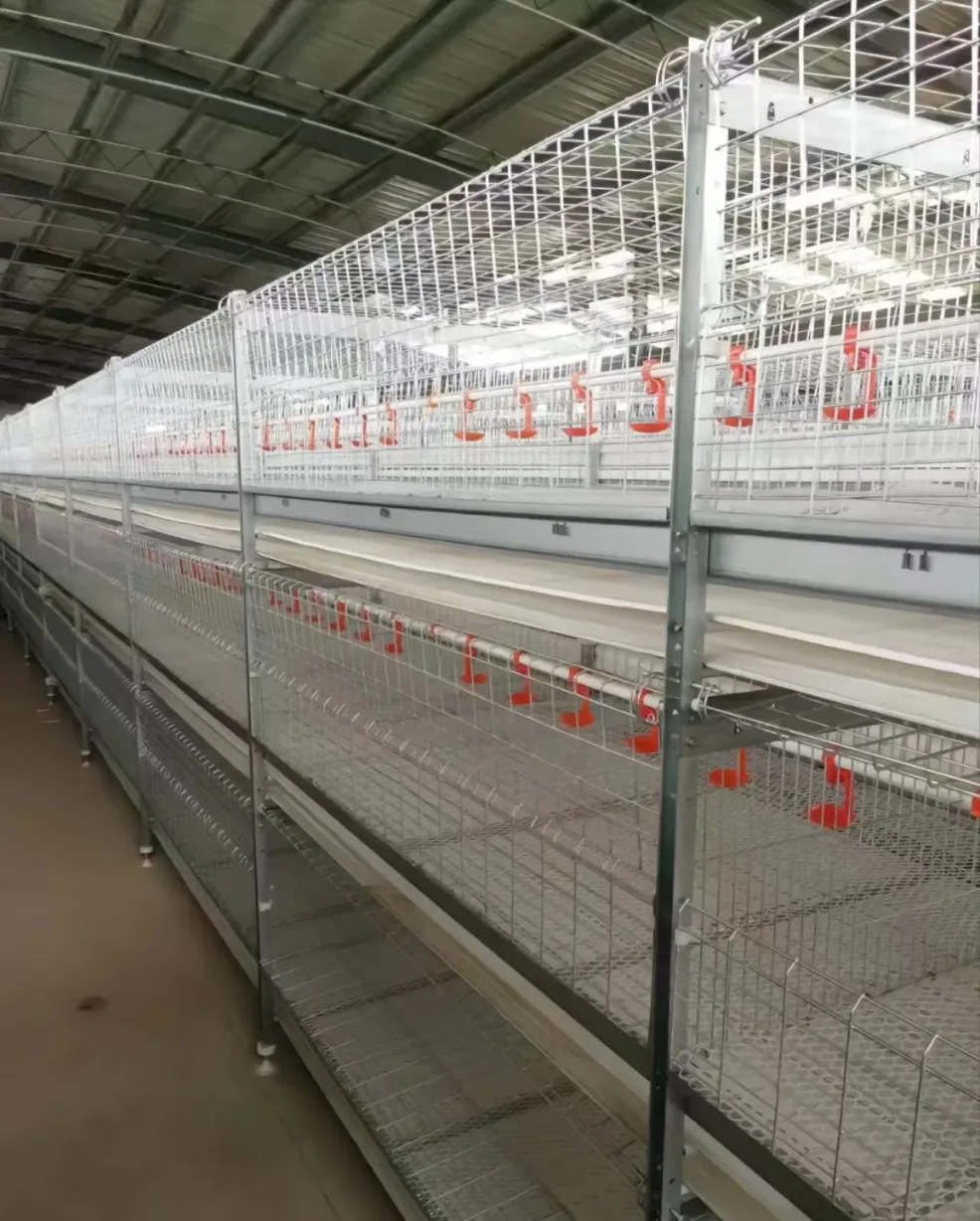 H Type Automatic Poultry Farming Equipment Broiler Chicken House Broiler Chicken Cages for Chicken Farming - Broiler Feeding System - foodmachtech