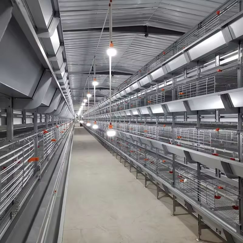 Alta calidad automática carne pollo equipo caliente galvanizado tipo H sistema de alimentación batería pollo jaula para granja avícola