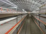 Morden Design Galvanizado Totalmente Automático Carne Frango Tipo H Sistema De Alimentação Battery Broiler Chicken Cage for Poultry Farms - Sistema alimentação frangos - foodmachtech
