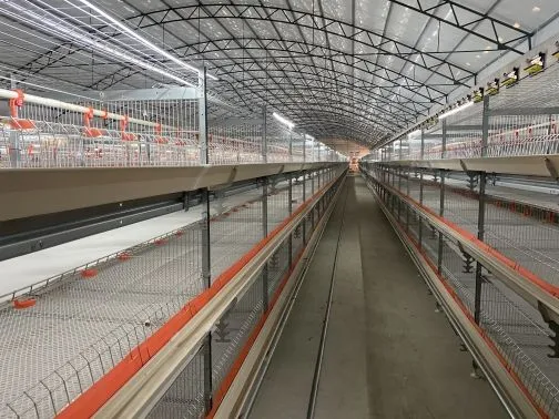 Morden Design Galvanizado Totalmente Automático Carne Frango Tipo H Sistema De Alimentação Battery Broiler Chicken Cage for Poultry Farms - Sistema alimentação frangos - foodmachtech