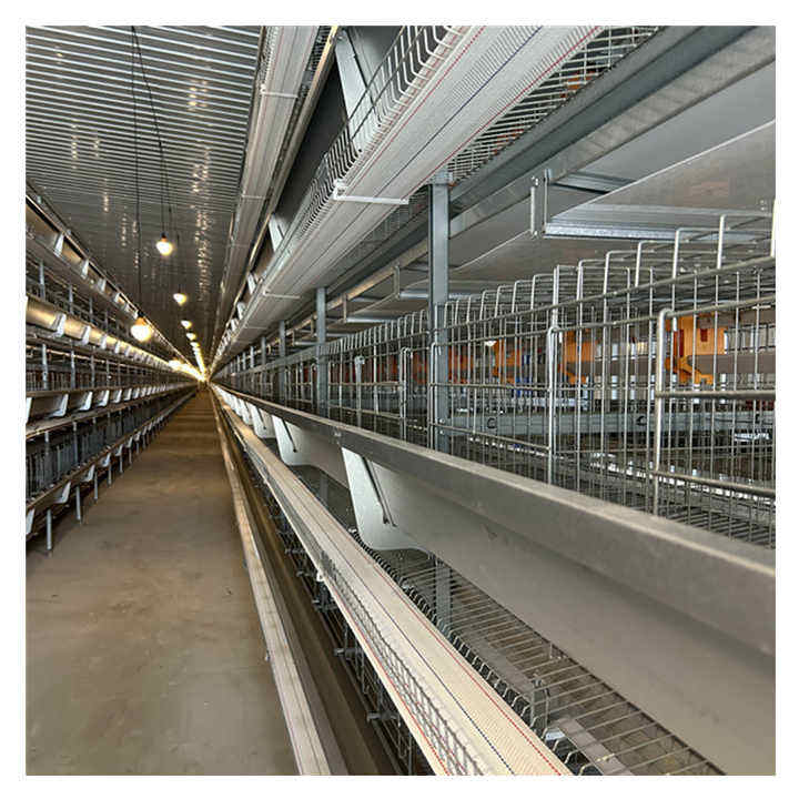 Long-Service-Life Modern H Frame Sistema automático de jaulas de batería de jaula de pollo para pollos de engorde para granja de pollos de engorde