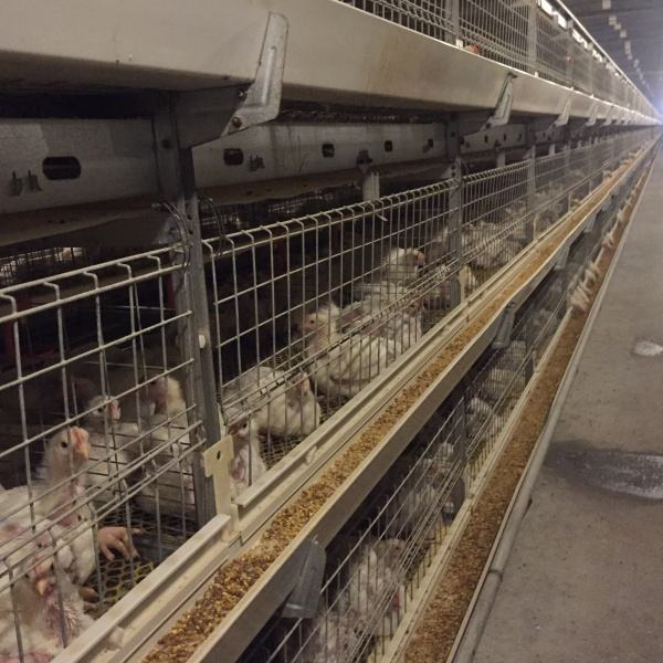 Gabbia completamente automatica della gabbia della griglia di tipo H di livello 3 con il prezzo ottimale per uso a lungo termine