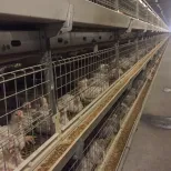 Jaula de jaula de pollos de engorde completamente automática tipo H de nivel 3 con precio óptimo para uso a largo plazo - Sistema de alimentación de pollos de engorde - foodmachtech