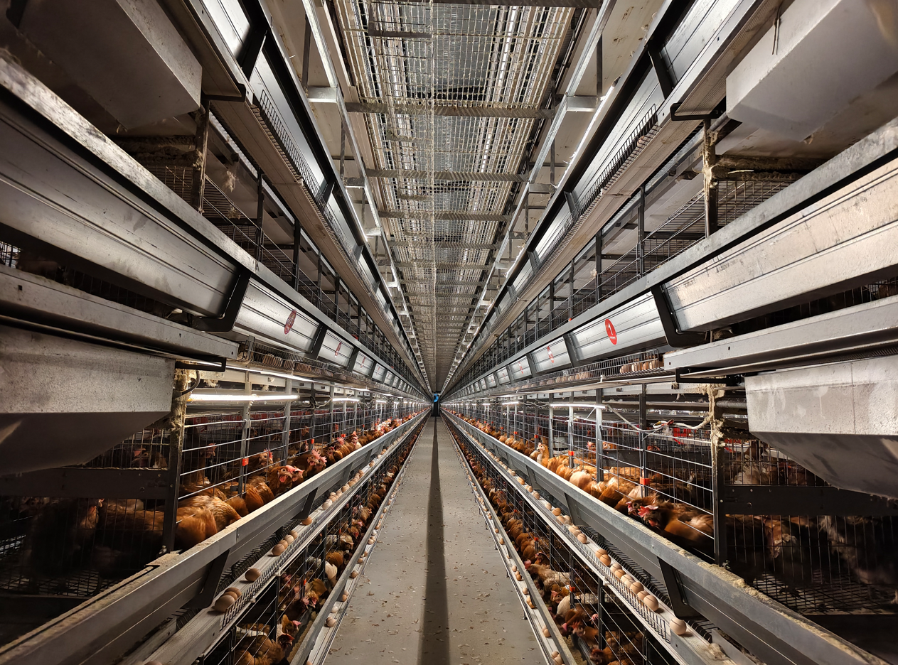 Equipo automatizado para la avicultura